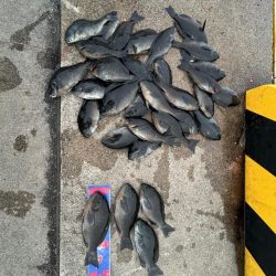 魚津港フカセ釣り