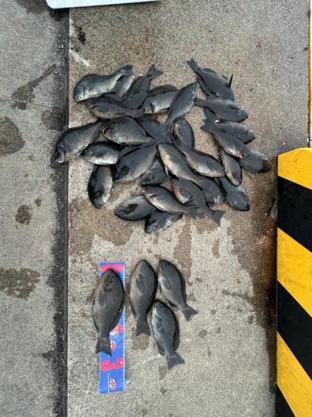 魚津港フカセ釣り