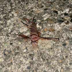 久しぶりの釣果で五目達成