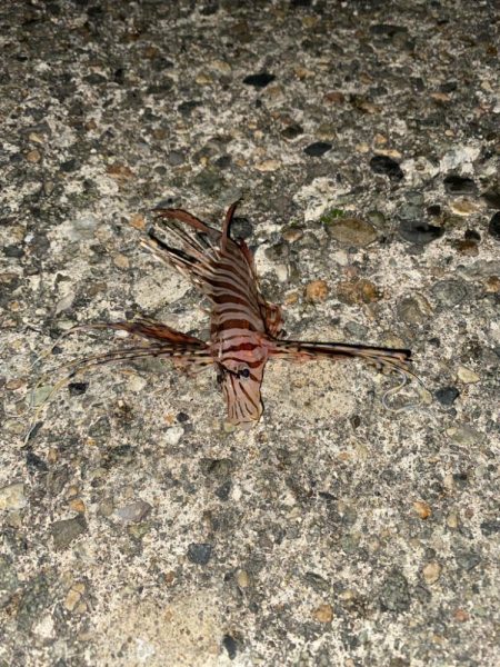 久しぶりの釣果で五目達成