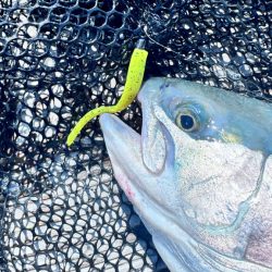 サーモン/脈釣り