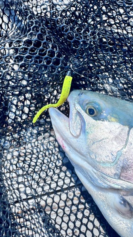 サーモン/脈釣り