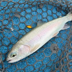 大雨フィッシング