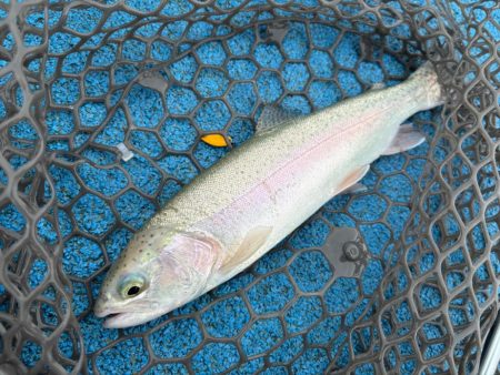 大雨フィッシング