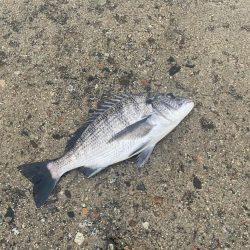 ホタパタで黒鯛、マゴチ