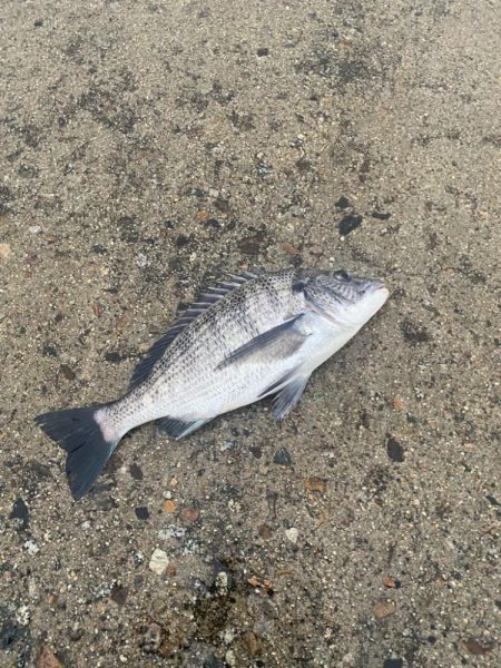 ホタパタで黒鯛、マゴチ