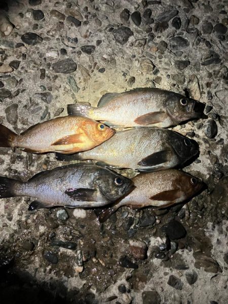 東二見メバル15