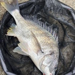 ヘチってきました