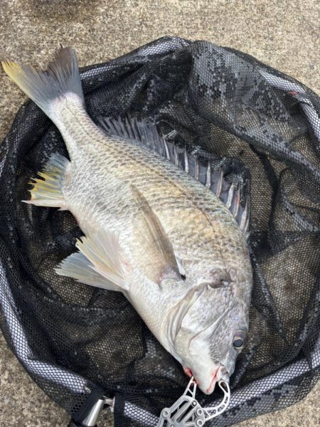 ヘチってきました