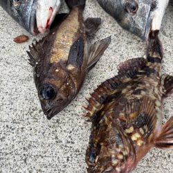 エビ撒き好調でした！