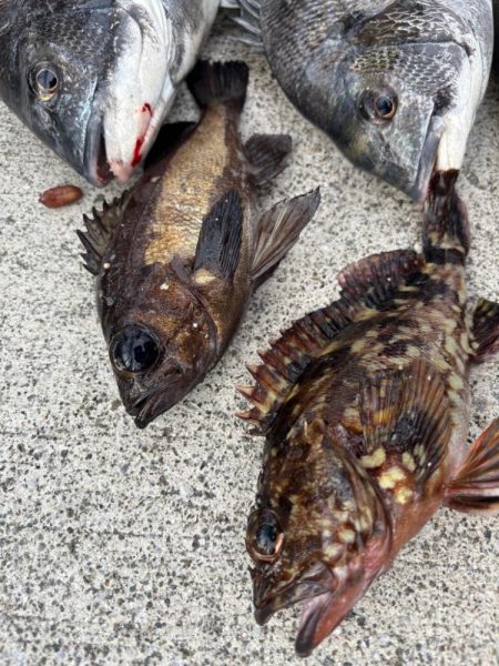 エビ撒き好調でした！