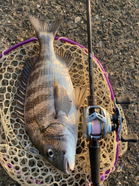 夕まずめチニング!