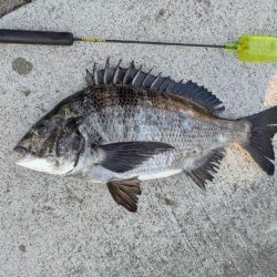 ちぬのノッコミ中！