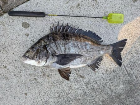 ちぬのノッコミ中！