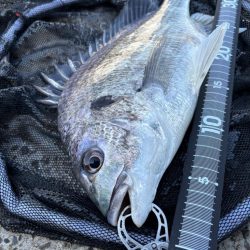 ヘチってきました