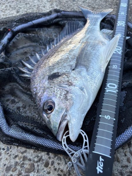 ヘチってきました