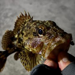 メバリング&ロックフィッシュの旅