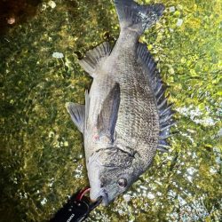 メガミルクジャコ(シラス)