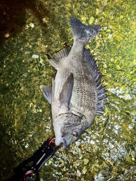 メガミルクジャコ(シラス)