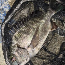 ヘチってきました