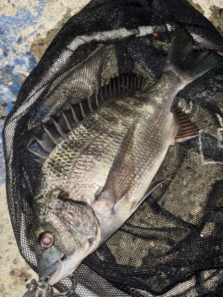 ヘチってきました