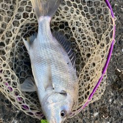 快適チニング！