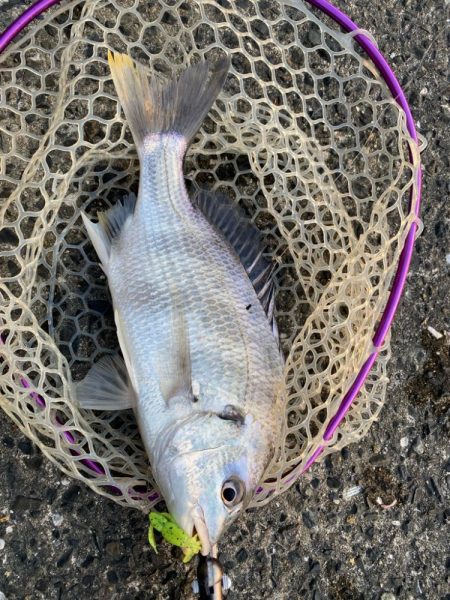 快適チニング！