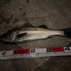 アフターシーバス