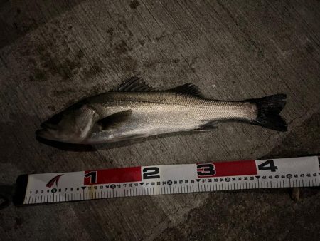 アフターシーバス