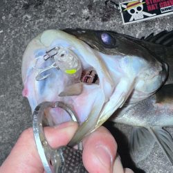 バースデーフィッシュ頂きました!