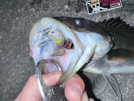 バースデーフィッシュ頂きました！