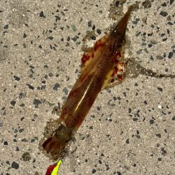 アジングでヤリイカ、、