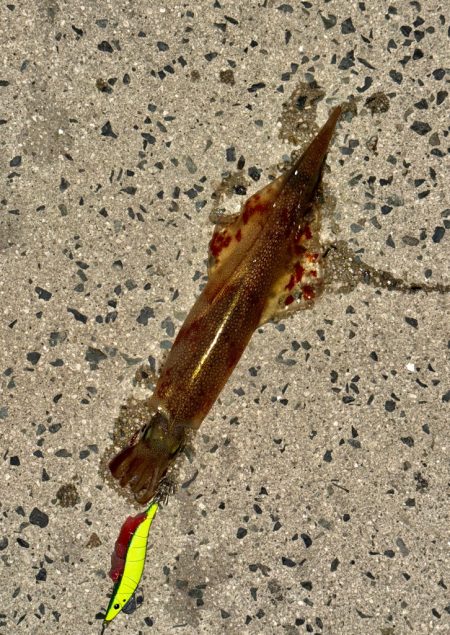 アジングでヤリイカ、、