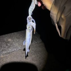 【三方エリア】ヤリイカリベンジ!