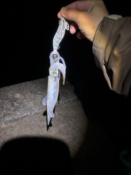 【三方エリア】ヤリイカリベンジ!