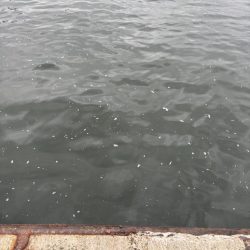 ヘチってきました