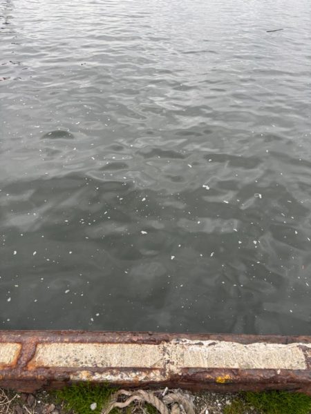 ヘチってきました