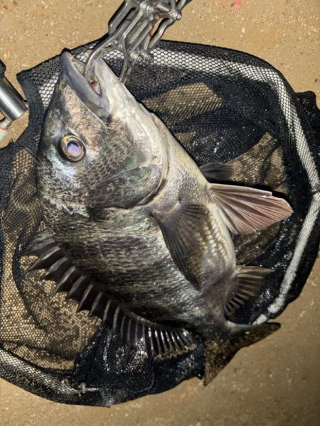 ヘチってきました