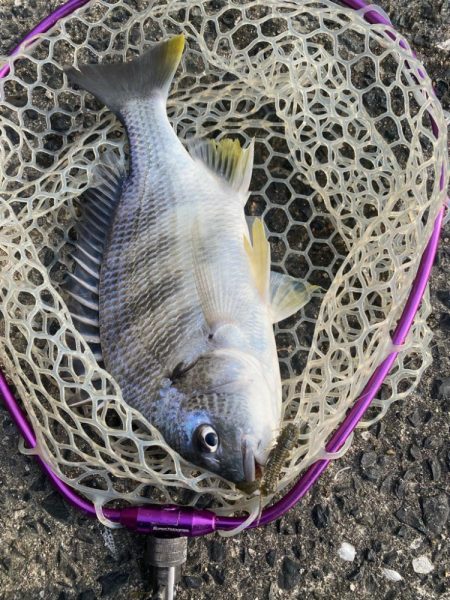 夕方2時間チニング！