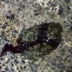 しごおわ釣行🎣