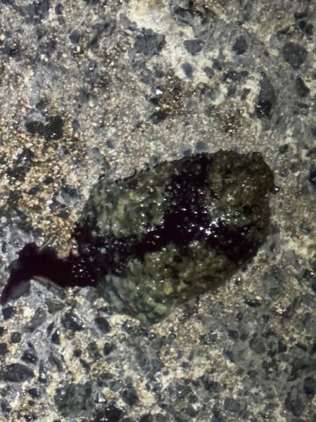 しごおわ釣行🎣