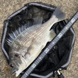 ヘチってきました