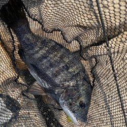 淀川ブリームゲーム