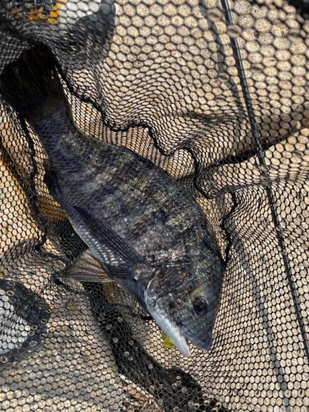 淀川ブリームゲーム