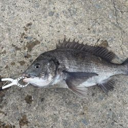 久々のセイゴさん🐟