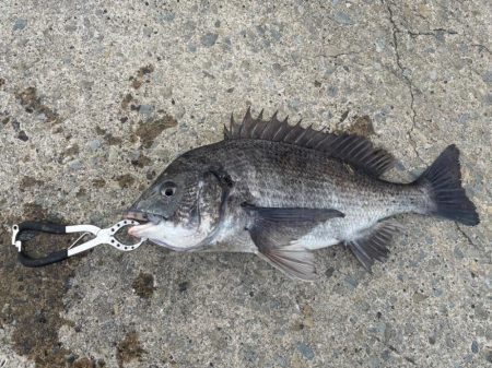 久々のセイゴさん🐟