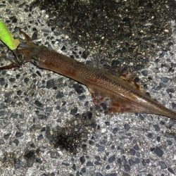 自作ササミ最強！ヤリイカ好調♪