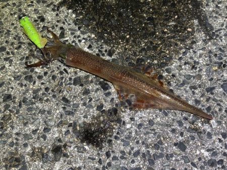 自作ササミ最強！ヤリイカ好調♪