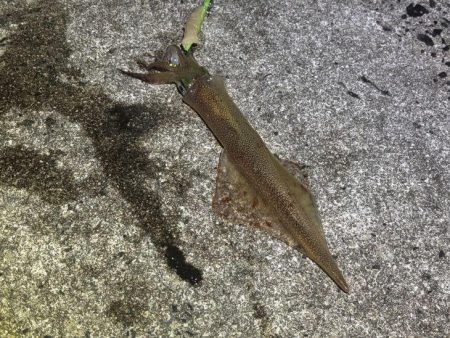 ヤリイカウキ釣り｜コンスタントに釣れて良い…