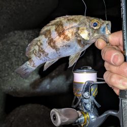 メバリング再始動